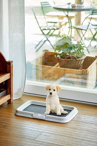 ZOLUX Puppy trainer - kuweta dla psa - 40x60x4cm ZOLUX Puppy trainer - kuweta dla psa - 40x60x4cm