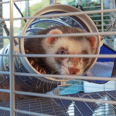FERPLAST Furet Tower - klatka dla fretek FERPLAST Furet Tower - klatka dla fretek