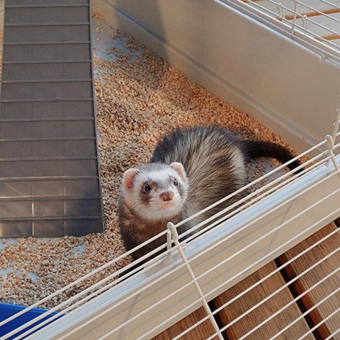 FERPLAST Furet Tower - klatka dla fretek FERPLAST Furet Tower - klatka dla fretek