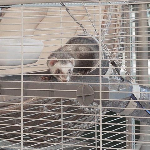 FERPLAST Furet Tower - klatka dla fretek FERPLAST Furet Tower - klatka dla fretek