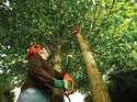 Pilarka łańcuchowa do cięcia gałęzi Black&Decker PS7525-QS (WYPRZEDAŻ)