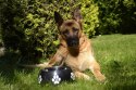 DINGO Miska fibi - 0,48L / 17,6cm czarna