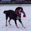 DINGO Pierścienie denta fresh 30cm niebieska