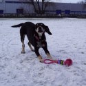 DINGO Pierścienie denta fresh 30cm niebieska