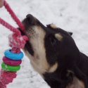 DINGO Pierścienie denta fresh 30cm niebieska
