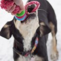 DINGO Pierścienie denta fresh 30cm niebieska