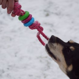 DINGO Pierścienie denta fresh 30cm różowa