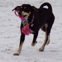 DINGO Pierścienie denta fresh 30cm niebieska
