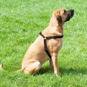 DINGO szelki "easy walk" roz.120(95-125cm) czarne