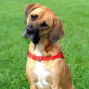 DINGO szelki "easy walk" roz.60(48-64cm) czerwone
