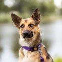 DINGO Obroża 2,5 x 55cm( 31-49) fioletowa