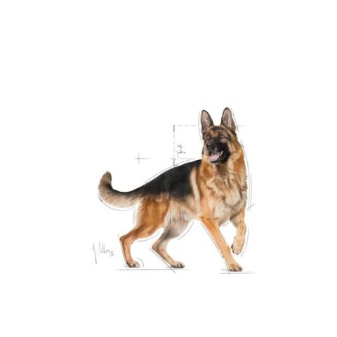 ROYAL CANIN BHN German Sh Ad - sucha karma dla psa dorosłego - 11 kg ROYAL CANIN BHN German Sh Ad - sucha karma dla psa dorosłego - 11 kg
