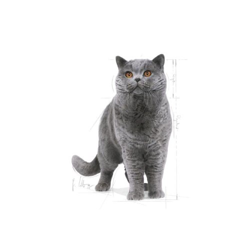 ROYAL CANIN FBN British Shorthair Adult - sucha karma dla dorosłego kota - 10kg ROYAL CANIN FBN British Shorthair Adult - sucha karma dla dorosłego kota - 10kg