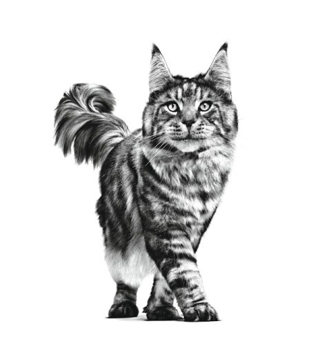 ROYAL CANIN Calm Cat 2kg ROYAL CANIN Calm Cat 2kg