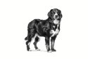 ROYAL CANIN Veterinary Mature Consult Large Dog Vitality & Joint - sucha karma dla psa - 14 kg