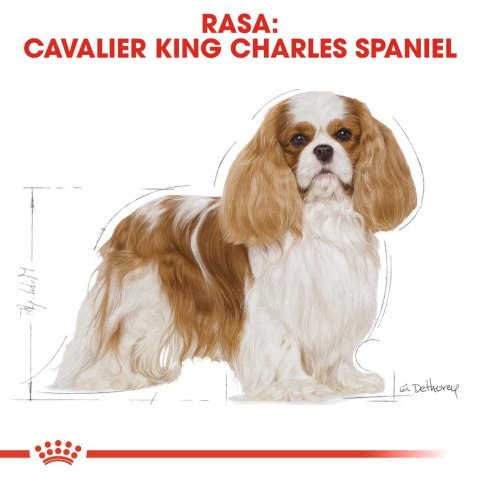 ROYAL CANIN BHN Cavalier King Charles Spaniel Adult - sucha karma dla psa dorosłego - 1,5kg ROYAL CANIN BHN Cavalier King Charles Spaniel Adult - sucha karma dla psa dorosłego - 1,5kg