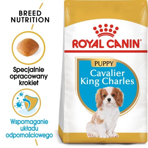 ROYAL CANIN BHN Cavalier King Charles Spaniel Puppy - sucha karma dla szczeniąt - 1,5 kg ROYAL CANIN BHN Cavalier King Charles Spaniel Puppy - sucha karma dla szczeniąt - 1,5 kg