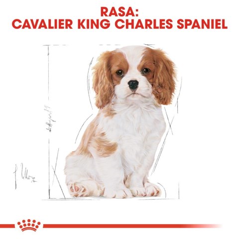 ROYAL CANIN BHN Cavalier King Charles Spaniel Puppy - sucha karma dla szczeniąt - 1,5 kg ROYAL CANIN BHN Cavalier King Charles Spaniel Puppy - sucha karma dla szczeniąt - 1,5 kg