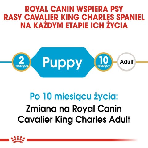 ROYAL CANIN BHN Cavalier King Charles Spaniel Puppy - sucha karma dla szczeniąt - 1,5 kg ROYAL CANIN BHN Cavalier King Charles Spaniel Puppy - sucha karma dla szczeniąt - 1,5 kg