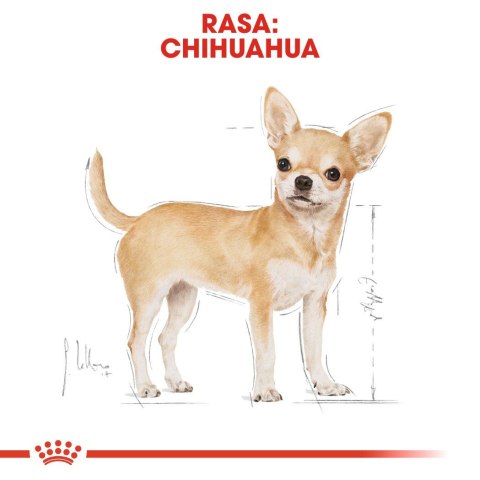 ROYAL CANIN BHN Chihuahua Adult - sucha karma dla psa dorosłego - 0,5 kg ROYAL CANIN BHN Chihuahua Adult - sucha karma dla psa dorosłego - 0,5 kg