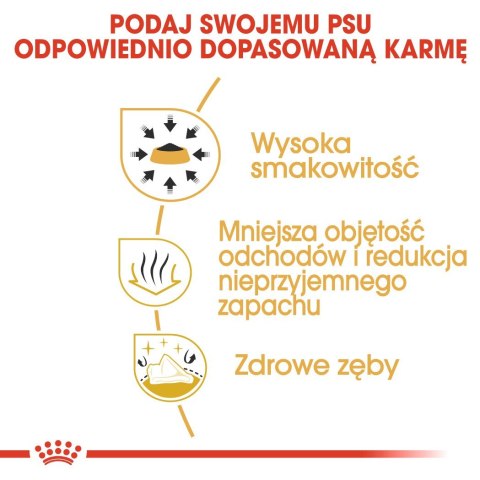 ROYAL CANIN BHN Chihuahua Adult - sucha karma dla psa dorosłego - 0,5 kg ROYAL CANIN BHN Chihuahua Adult - sucha karma dla psa dorosłego - 0,5 kg