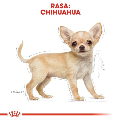 ROYAL CANIN BHN Chihuahua Puppy - sucha karma dla szczeniąt - 1,5kg ROYAL CANIN BHN Chihuahua Puppy - sucha karma dla szczeniąt - 1,5kg