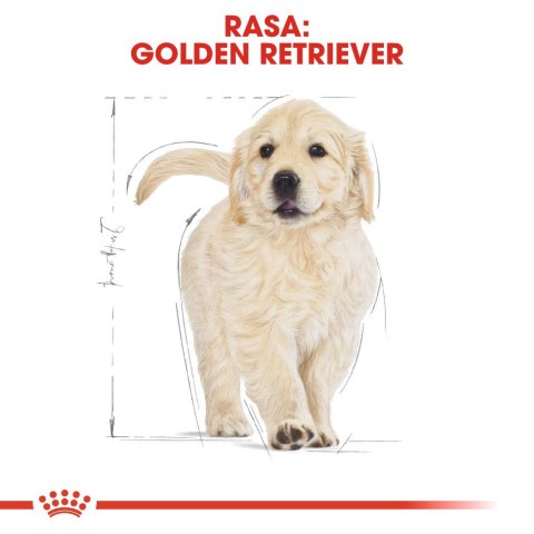 ROYAL CANIN BHN Golden Retriever Puppy - sucha karma dla szczeniąt - 3kg ROYAL CANIN BHN Golden Retriever Puppy - sucha karma dla szczeniąt - 3kg