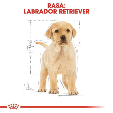 ROYAL CANIN BHN Labrador Puppy - sucha karma dla szczeniąt - 12kg ROYAL CANIN BHN Labrador Puppy - sucha karma dla szczeniąt - 12kg