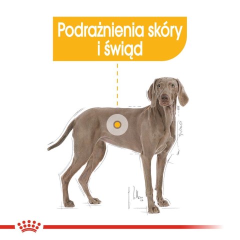 ROYAL CANIN CCN Dermacomfort Maxi - sucha karma dla psów ras dużych z wrażliwą skórą - 12 kg ROYAL CANIN CCN Dermacomfort Maxi - sucha karma dla psów ras dużych z wrażliwą skórą - 12 kg