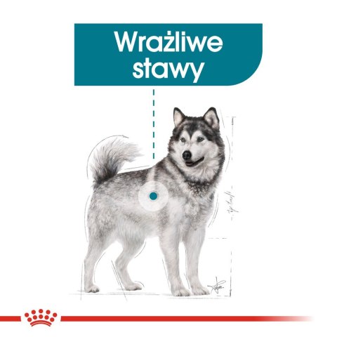 ROYAL CANIN CCN MAXI JOINT CARE - sucha karma dla psa dorosłego - 10kg ROYAL CANIN CCN MAXI JOINT CARE - sucha karma dla psa dorosłego - 10kg