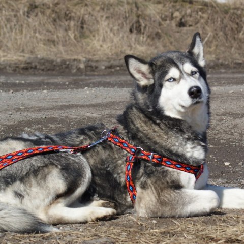 DINGO smycz "Winnetou" szer. 1,6 x 120-220 cm przepinana z taśmy polipropylenowej czerwień DINGO smycz "Winnetou" szer. 1,6 x 120-220 cm przepinana z taśmy polipropylenowej czerwień