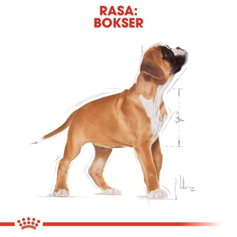 ROYAL CANIN BHN Boxer Puppy - sucha karma dla szczeniąt rasy boxer - 12 kg ROYAL CANIN BHN Boxer Puppy - sucha karma dla szczeniąt rasy boxer - 12 kg