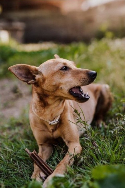 Josera InsectDog Denties przysmak dla psów 180g Josera InsectDog Denties przysmak dla psów 180g