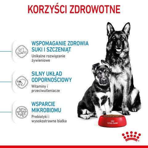 ROYAL CANIN SHN Maxi Starter Mother & Babydog - sucha karma dla psa - 4 kg ROYAL CANIN SHN Maxi Starter Mother & Babydog - sucha karma dla psa - 4 kg