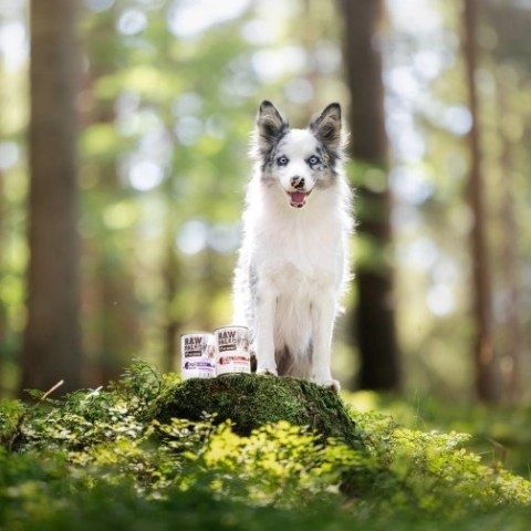 VetExpert Raw Paleo Wołowina Puppy Can 400g VetExpert Raw Paleo Wołowina Puppy Can 400g