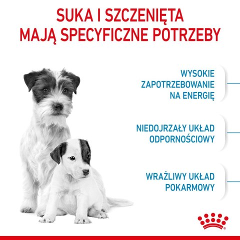 ROYAL CANIN SHN Mini Starter Mother & Babydog - sucha karma dla psa - 4 kg ROYAL CANIN SHN Mini Starter Mother & Babydog - sucha karma dla psa - 4 kg