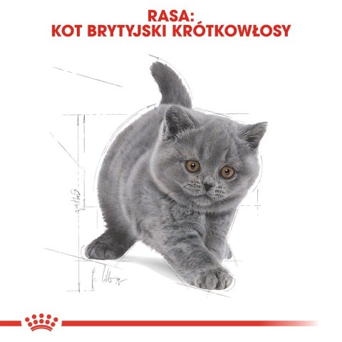 Royal Canin FBN British Shorthair Kitten - sucha karma dla kociąt - 2 kg Royal Canin FBN British Shorthair Kitten - sucha karma dla kociąt - 2 kg