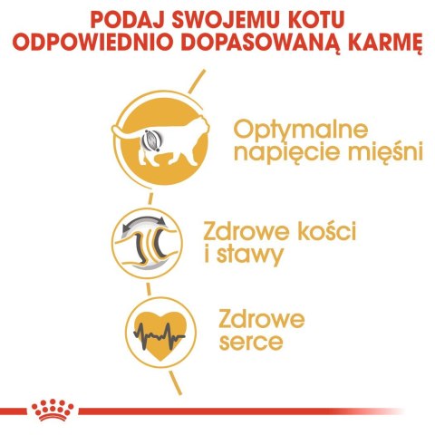 ROYAL CANIN FBN British Shorthair Adult - sucha karma dla dorosłego kota - 2kg ROYAL CANIN FBN British Shorthair Adult - sucha karma dla dorosłego kota - 2kg