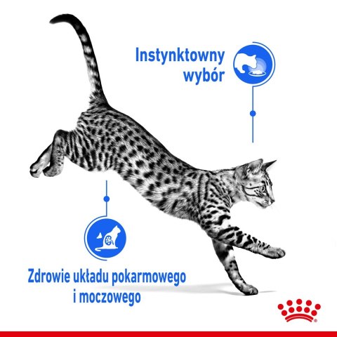 ROYAL CANIN FHN Indoor w sosie - mokra karma dla kota dorosłego - 12x85g ROYAL CANIN FHN Indoor w sosie - mokra karma dla kota dorosłego - 12x85g