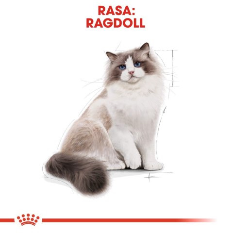 Karma Royal Canin FBN Ragdoll (0,40 kg ) Karma Royal Canin FBN Ragdoll (0,40 kg )
