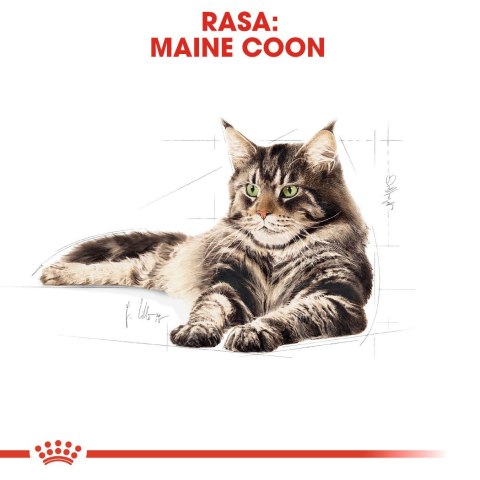 ROYAL CANIN FBN Maine Coon Adult - sucha karma dla dorosłego kota - 10kg ROYAL CANIN FBN Maine Coon Adult - sucha karma dla dorosłego kota - 10kg