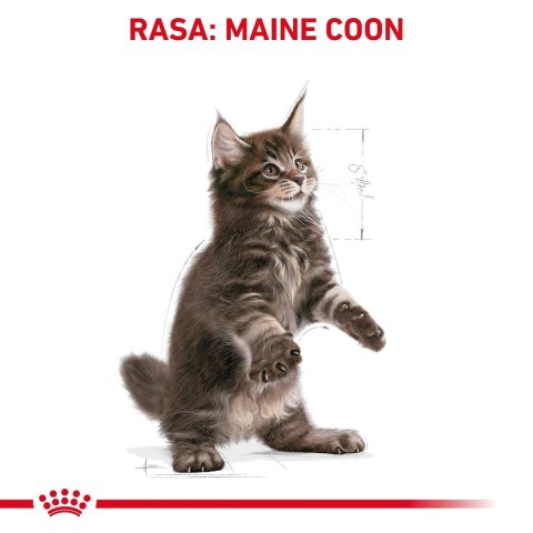 ROYAL CANIN FBN Maine Coon Kitten - sucha karma dla kociąt - 2kg ROYAL CANIN FBN Maine Coon Kitten - sucha karma dla kociąt - 2kg