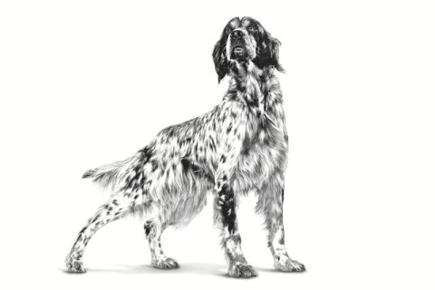 ROYAL CANIN VHN Dog Gastrointestinal Loaf 200g ROYAL CANIN VHN Dog Gastrointestinal Loaf 200g