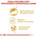 ROYAL CANIN FBN Persian Adult w formie pasztetu - mokra karma dla kota dorosłego - 12x85g