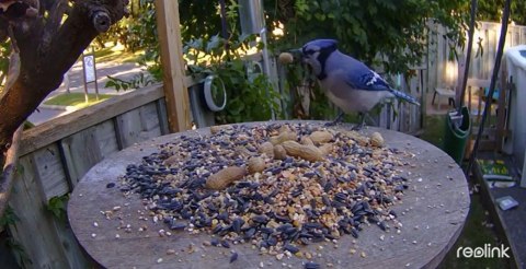 REOLINK Kamera IP Reolink GO Series G330 z panelem solarnym