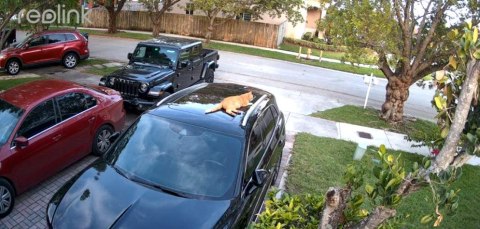 REOLINK Kamera IP Reolink Lumus E430 4MP Wi-Fi